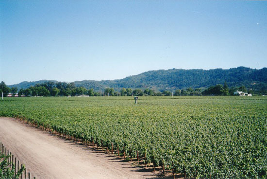 Weinberge wie diese findet man im Napa Valley zu Tausenden