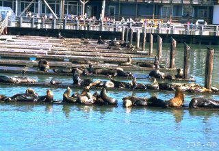 Seelöwen am Fisherman's Wharf